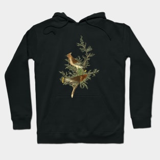 Waxwing Bird Vintage Wildlife Illustration Hoodie